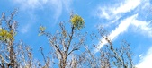 Enlarge photo 267