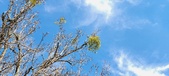 Enlarge photo 266
