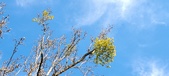 Enlarge photo 265