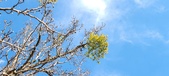 Enlarge photo 264