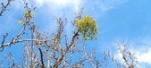 Enlarge photo 271