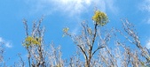 Enlarge photo 270