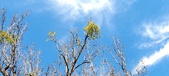 Enlarge photo 269