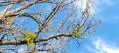 Enlarge photo 275