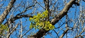 Enlarge photo 274