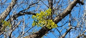 Enlarge photo 273