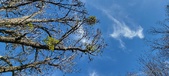 Enlarge photo 272