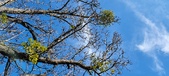 Enlarge photo 276