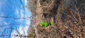 Enlarge photo 327