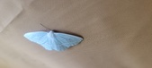 Enlarge photo 129