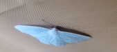 Enlarge photo 127