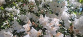 Enlarge photo 215