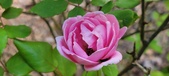 Enlarge photo 202