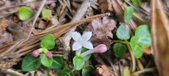 Enlarge photo 184