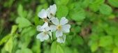 Enlarge photo 175