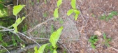 Enlarge photo 128