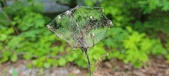Enlarge photo 109