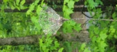Enlarge photo 94