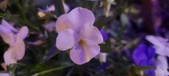 Enlarge photo 88