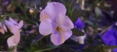 Enlarge photo 89