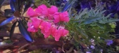 Enlarge photo 87
