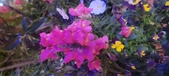Enlarge photo 86