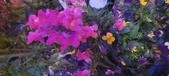 Enlarge photo 85