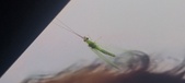 Enlarge photo 137