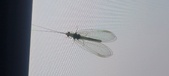 Enlarge photo 136