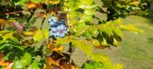 Enlarge photo 83