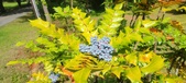 Enlarge photo 79