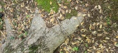 Enlarge photo 68