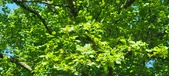 Enlarge photo 66