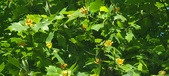 Enlarge photo 64