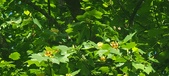 Enlarge photo 60