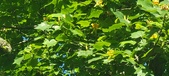 Enlarge photo 61