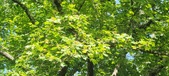 Enlarge photo 62