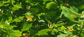 Enlarge photo 63