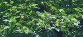 Enlarge photo 58