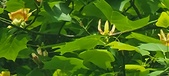 Enlarge photo 57