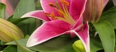 Enlarge photo 52