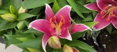 Enlarge photo 51