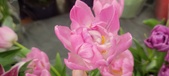 Enlarge photo 50