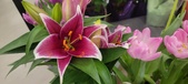 Enlarge photo 47