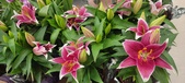Enlarge photo 48