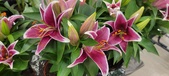 Enlarge photo 49