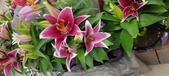 Enlarge photo 45