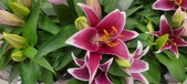 Enlarge photo 44