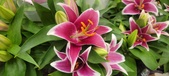 Enlarge photo 43