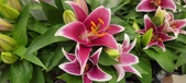 Enlarge photo 42